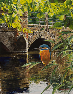 Shoreham Kingfisher