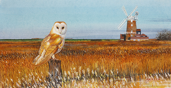 Barn Owl At Cley Mill